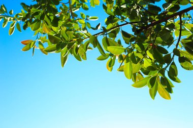 Ficus mavi gökyüzüne karşı yaprakları. Metin için yer