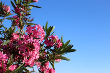 Zakkum bush karşı mavi gökyüzü güneşli günde çiçeklenme