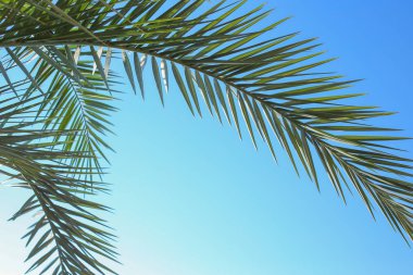 Güneşli bir gün. Tropik avuç içi yaprakları gökyüzü arka plan üzerinde
