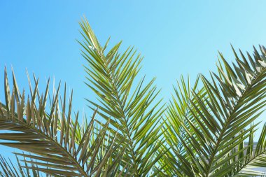 Güneşli bir gün. Tropik avuç içi yaprakları yakın çekim.