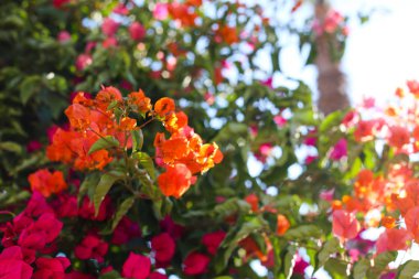 Bahçedeki renkli güzel çiçekler. Yaz aylarında çiçek açmış. Bahçe. Park. 
