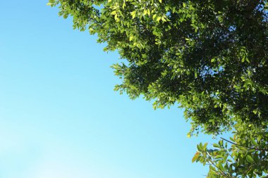 Ficus mavi gökyüzüne karşı yaprakları. Metin için yer