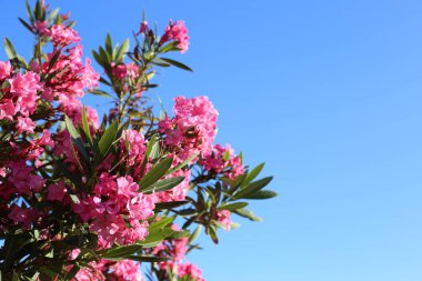 Zakkum bush karşı mavi gökyüzü güneşli günde çiçeklenme