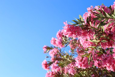 Zakkum bush karşı mavi gökyüzü güneşli günde çiçeklenme