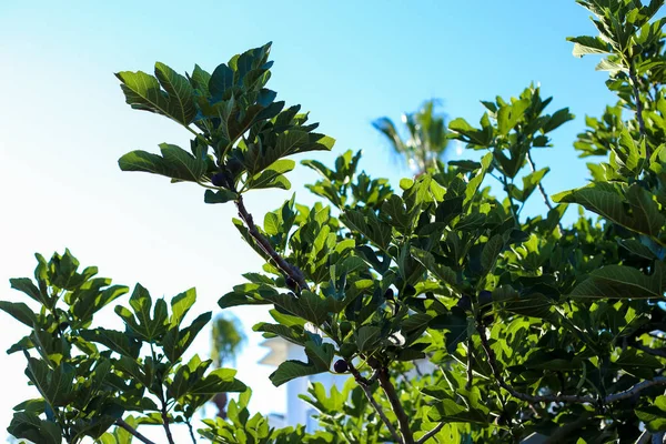Ficus mavi gökyüzüne karşı yaprakları. Metin için yer