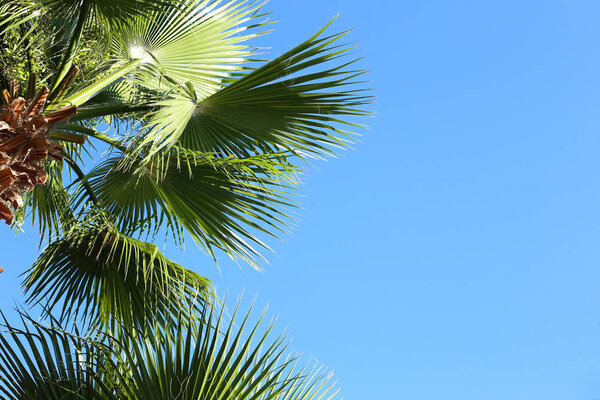 Sunny day. Tropical palms leaves on sky background with space for text