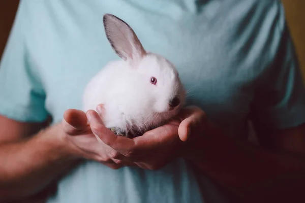 Man holding cute white rabbit. Closeup