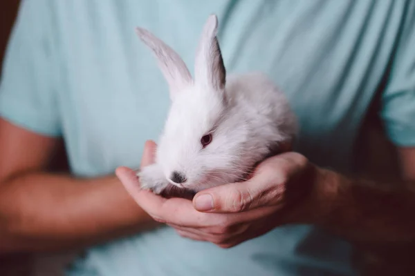 Man holding cute white rabbit. Closeup