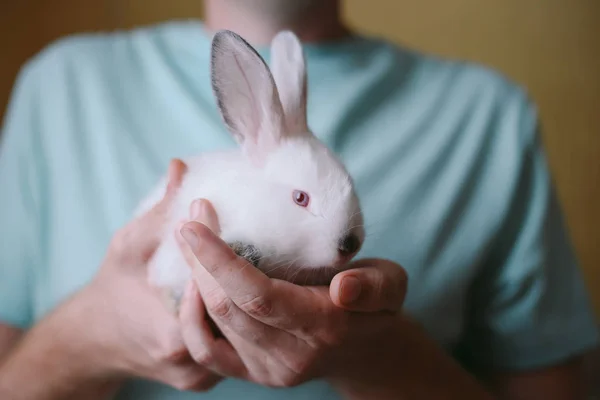Man holding cute white rabbit. Closeup