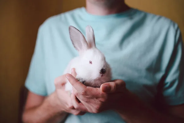 Man holding cute white rabbit. Closeup