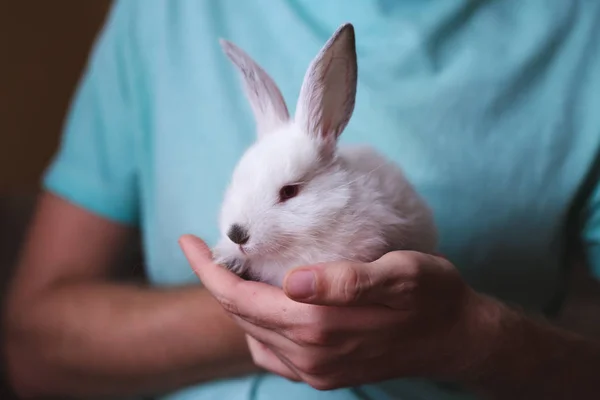 Man Bedrijf Schattig Wit Konijn Closeup — Stockfoto