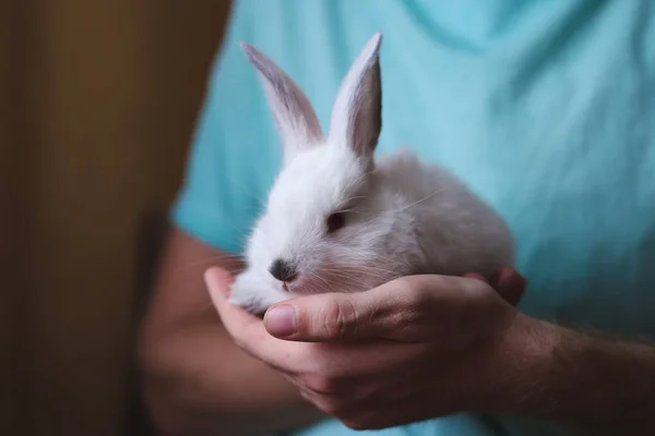 Man holding cute white rabbit. Closeup