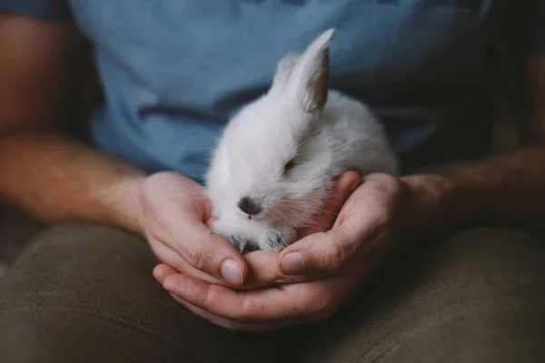 Man holding cute white rabbit. Closeup