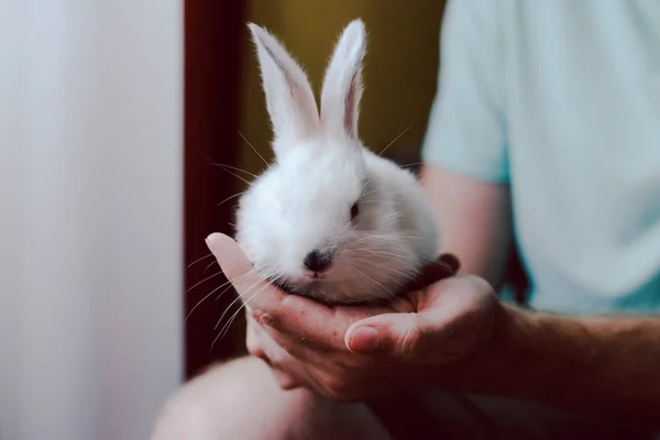 Man holding cute white rabbit. Closeup