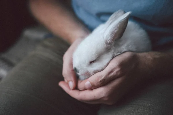 Man holding cute white rabbit. Closeup