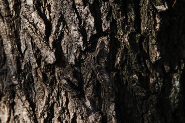 Ağaç kabuğu doku. Arka plan