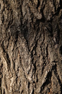 Ağaç kabuğu doku. Arka plan