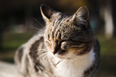 Pofuduk komik kedi güneşte oturup. Yakınlaştırma görünümü