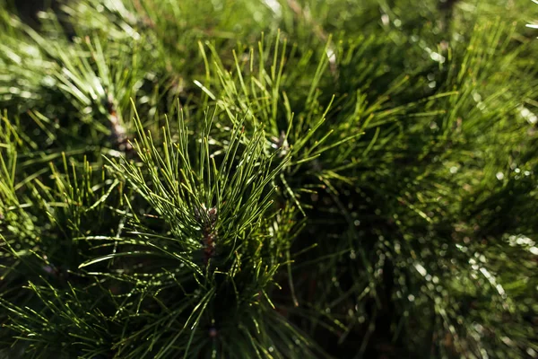 森の常緑の松の木 — ストック写真