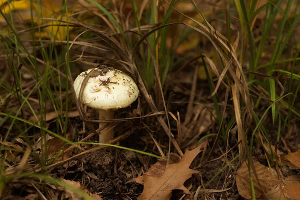 Champignon blanc dans la forêt d'automne . — Photo