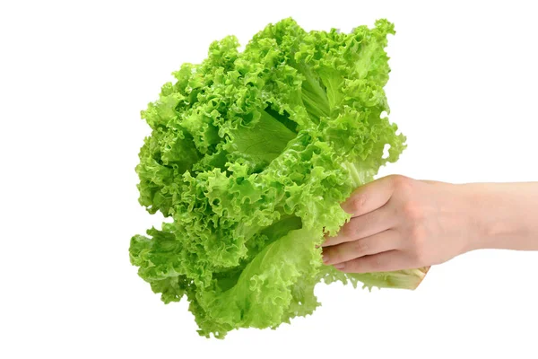 Iceberg lettuce in woman hands isolated on white background.