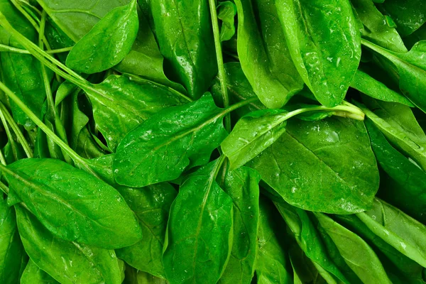 Fresh spinach leaves as background. — Stock Photo, Image