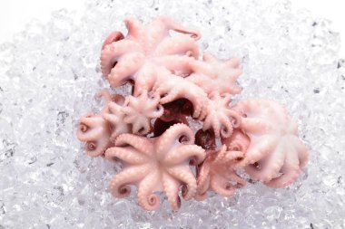 Ahtapot beyaz arkaplanda izole edildi. 