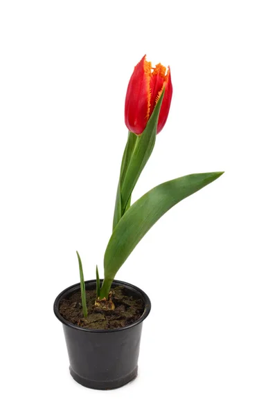 Tulip egy pot elszigetelt fehér háttér. — Stock Fotó