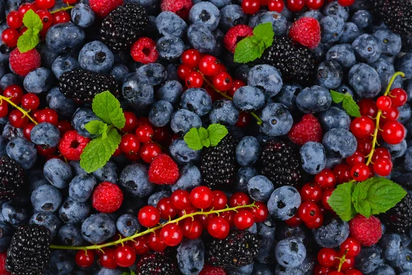 Blackberry, raspberry, blueberry,  red currant and mint backgrou — Stock Photo, Image