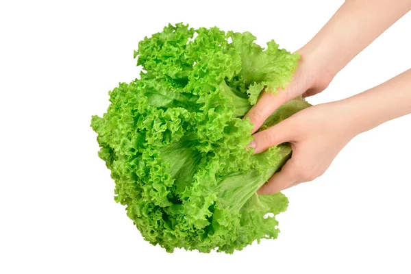 Iceberg lettuce in woman hands isolated on white background.