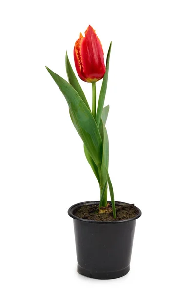Tulip egy pot elszigetelt fehér háttér. — Stock Fotó