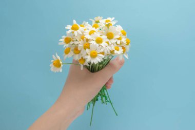 Küçük Daisie 'nin kadın eli mavi arka planda.