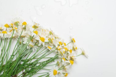 Beyaz arka planda izole edilmiş bir buket papatya..