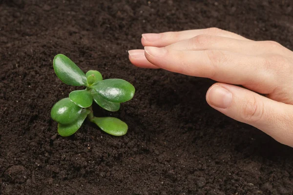 Mano Mujer Sosteniendo Brote Verde Joven Suelo Vista Superior — Foto de Stock