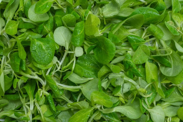 Mash Salade Witte Achtergrond Bovenaanzicht — Stockfoto