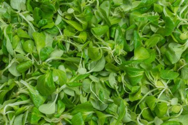 Beyaz arka planda püre salatası. Üst görünüm. 