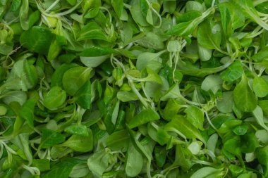 Beyaz arka planda püre salatası. Üst görünüm. 