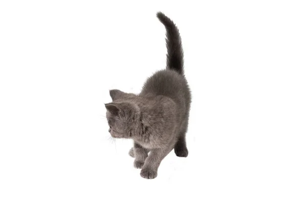 Britânico Gatinho Shorthair Olhando Para Cima Isolado Fundo Branco — Fotografia de Stock