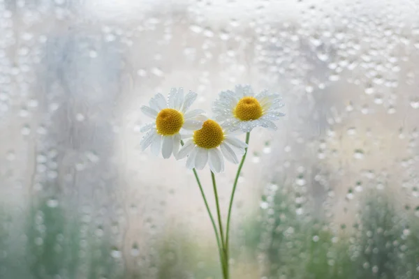 Pequeña Daisie Ventana — Foto de Stock