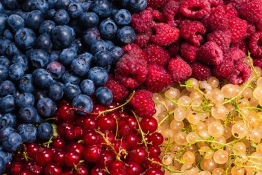 Bektaşi üzümü, yabanmersini, dut, ahududu, beyaz ve kırmızı frenk üzümü arka plan. 