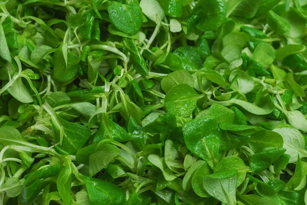 Mash Salade Witte Achtergrond Bovenaanzicht — Stockfoto