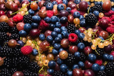 Bektaşi üzümü, yabanmersini, dut, ahududu, beyaz ve kırmızı frenk üzümü arka plan. 