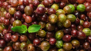 Bektaşi üzümü ve nane arkaplan olarak. Üst görünüm. 