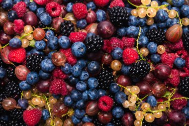 Bektaşi üzümü, yabanmersini, dut, ahududu, beyaz ve kırmızı frenk üzümü arka plan. 