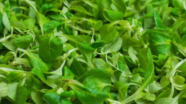 Beyaz arka planda püre salatası. Üst görünüm. 