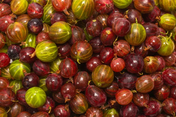 Gooseberry Background Top View — Stock Photo, Image