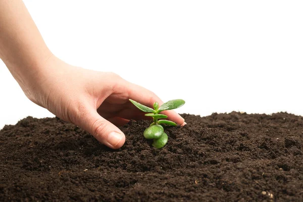 Vrouw Met Jonge Groene Spruit Grond Bovenaanzicht — Stockfoto