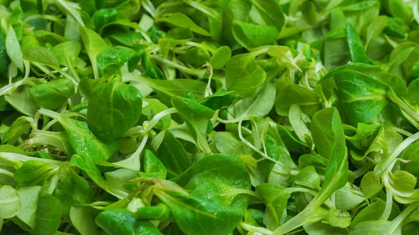 Insalata Purè Sfondo Bianco Vista Dall Alto — Foto Stock