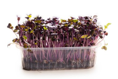 Beyaz arka planda izole edilmiş plastik kasede taze kohlrabi filizleri..