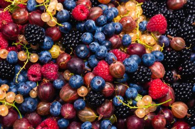 Bektaşi üzümü, yabanmersini, dut, ahududu, beyaz ve kırmızı frenk üzümü arka plan. 